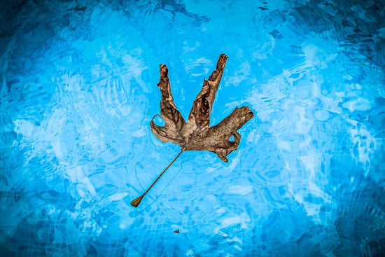 A Fall leaf in a pool