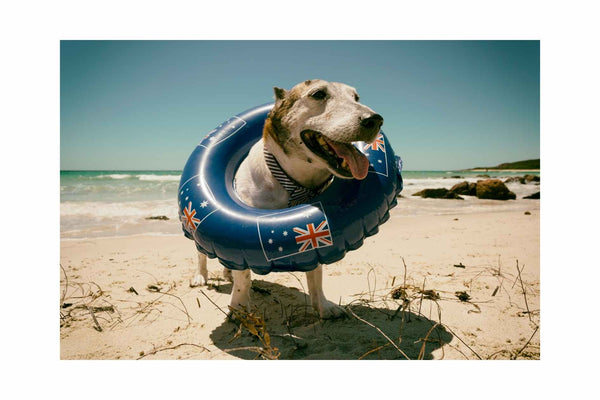 2023 Neuester Leitfaden für Reisen mit Ihrem Hund auf der Great Ocean Road in Australien