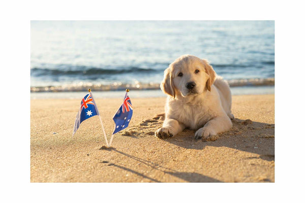 2023 Neuester Leitfaden für Reisen mit Ihrem Hund auf der Great Ocean Road in Australien