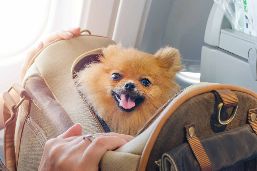 2024 Leitfaden zum Fliegen mit Ihrem Hund von den USA nach Frankreich