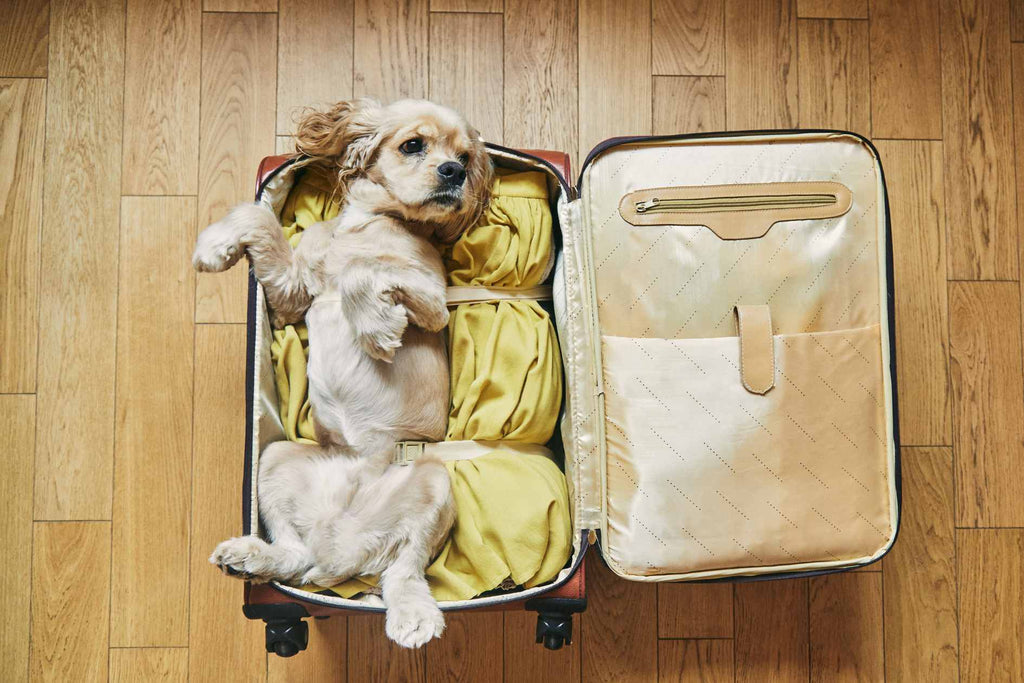 2024 The Ultimate Guide to Flying Your Dog from the UK to Australia