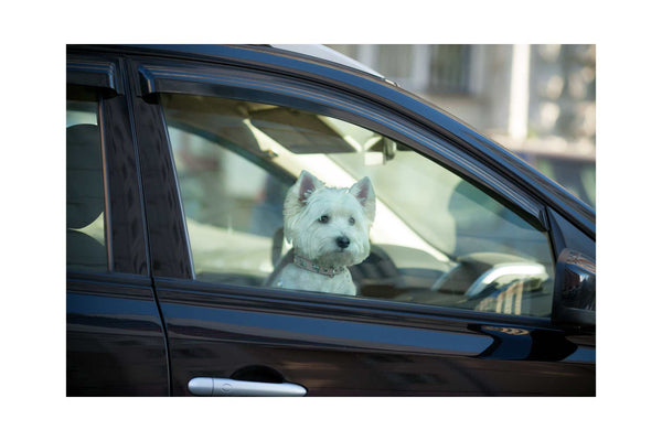 Julibees bester Autositz für Hunde