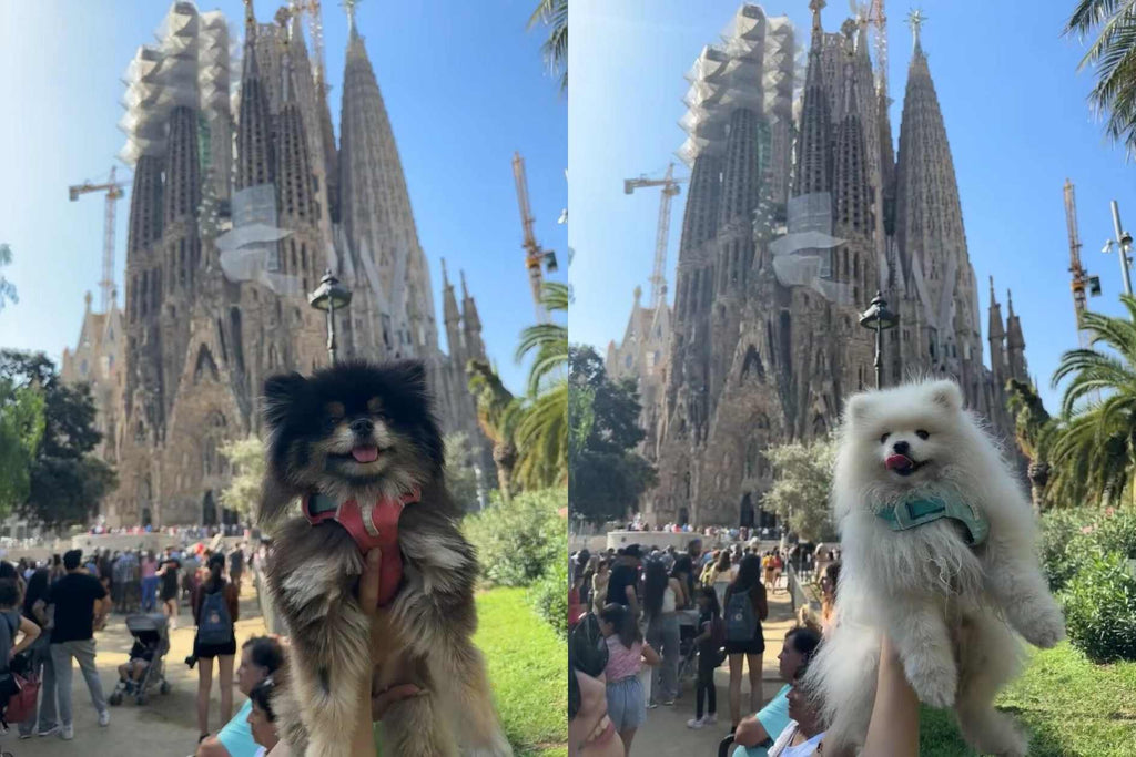 Ein vollständiger Leitfaden für den Flug mit Ihrem Hund vom Vereinigten Königreich nach Spanien