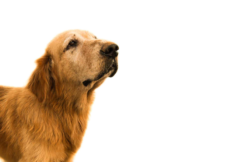 Can Dogs Get Dementia How To Avoid It