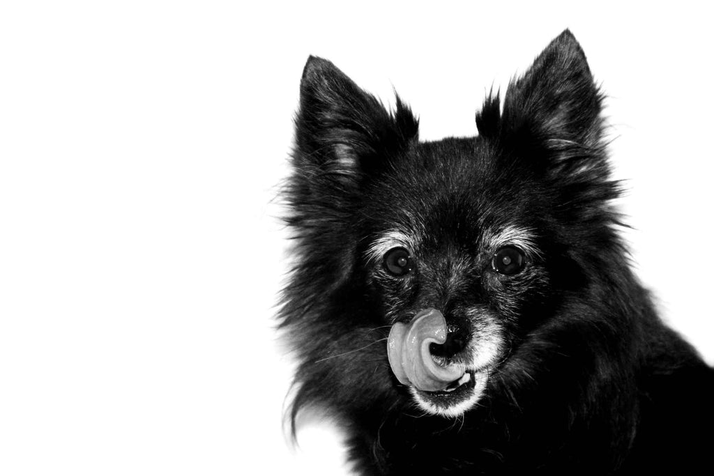 Können Hunde an Demenz erkranken – wie man sie vermeidet