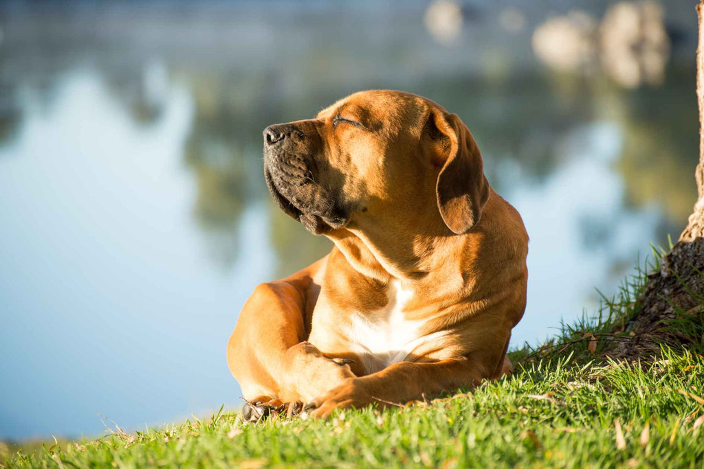 Canine Solitude Deciphering Signs When Your Dog Needs Some Alone Time