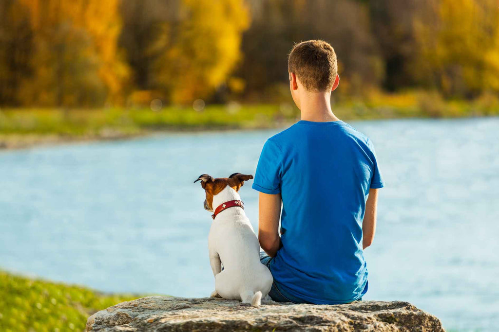 La solitude canine déchiffre les signes indiquant que votre chien a besoin de passer du temps seul