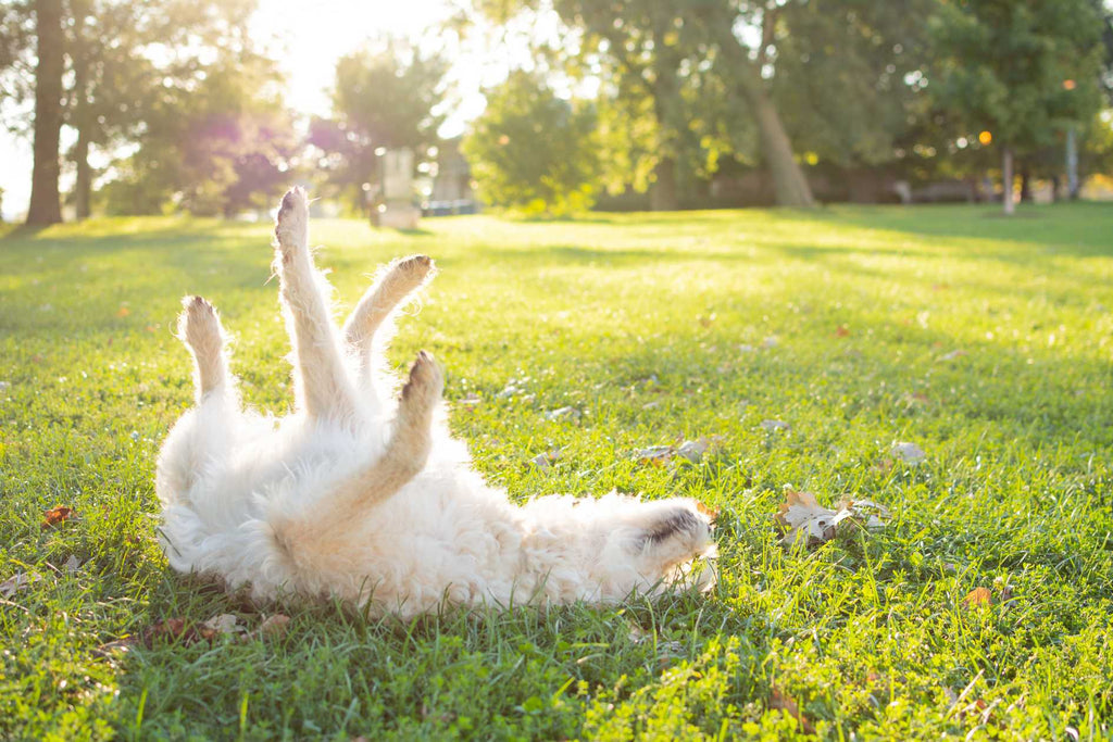 Décoder le comportement canin se retourner, incliner la tête, courir après la queue, piétiner