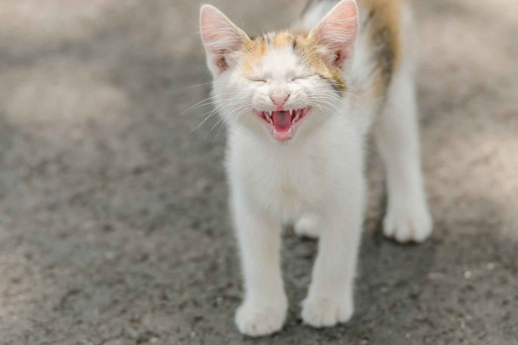 Entschlüsselung der Katzensprache, was verschiedene Katzenlaute bedeuten