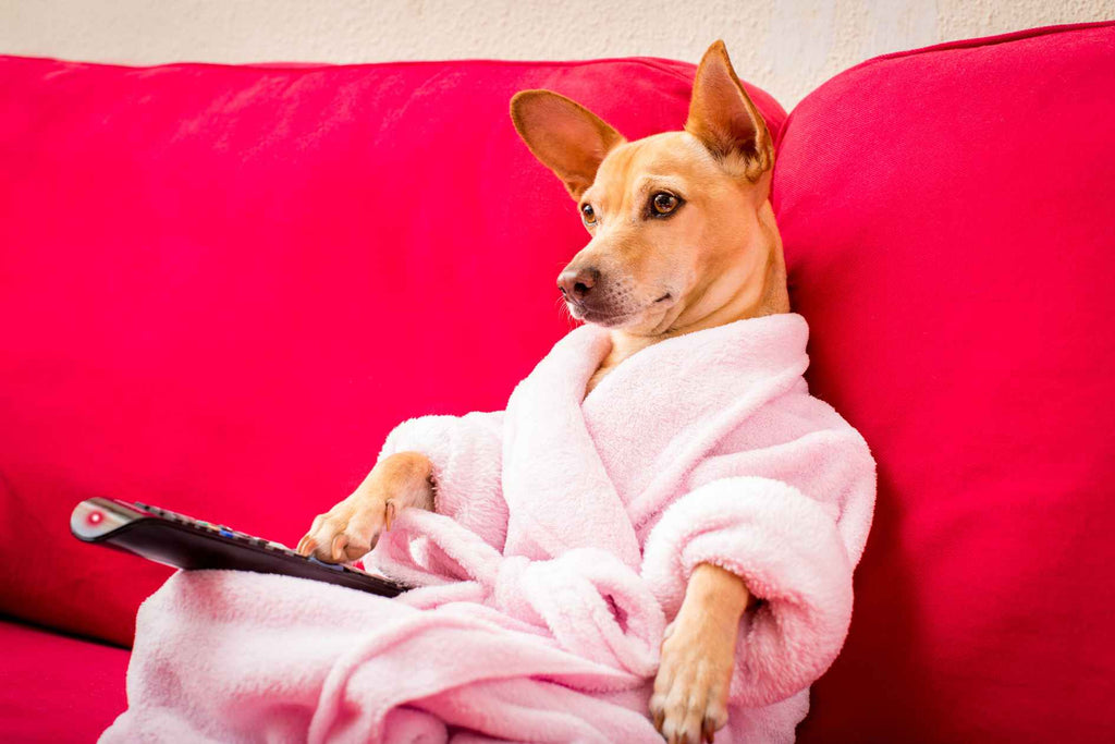 Genießen Hunde das Fernsehen und enthüllen Sie die Wahrheit über die Bildschirmzeit Ihres pelzigen Freundes?