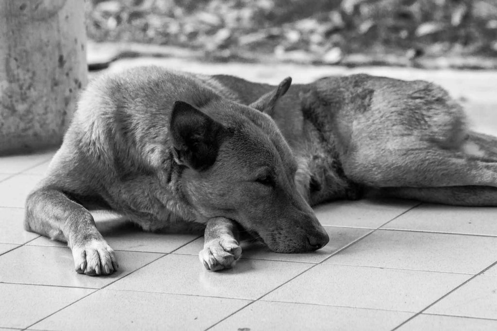 Fühlt sich mein Hund einsam, wenn ich auf der Arbeit bin? Die Einsamkeit von Hunden verstehen und lindern