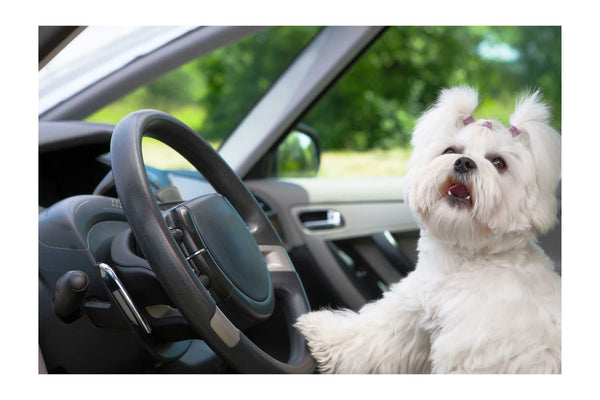 Gesetze zum Autositz für Hunde im Vereinigten Königreich
