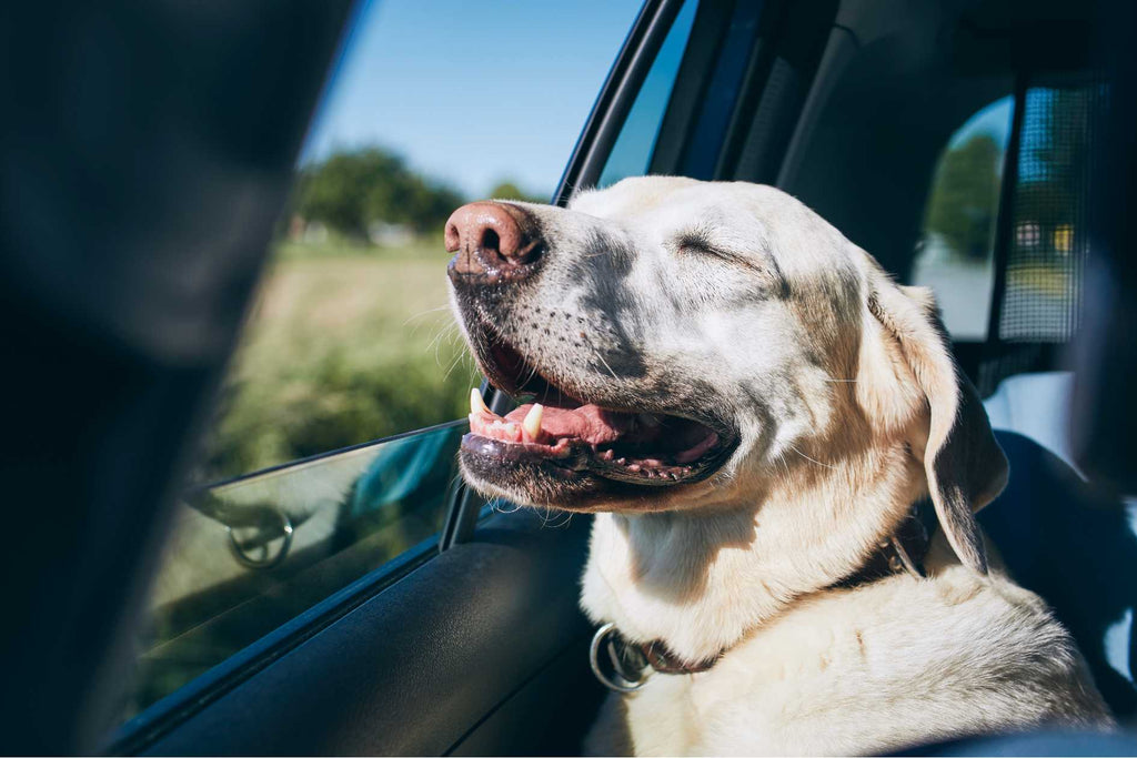 So verbringen Sie einen sicheren und unterhaltsamen Roadtrip mit Ihrem Hund