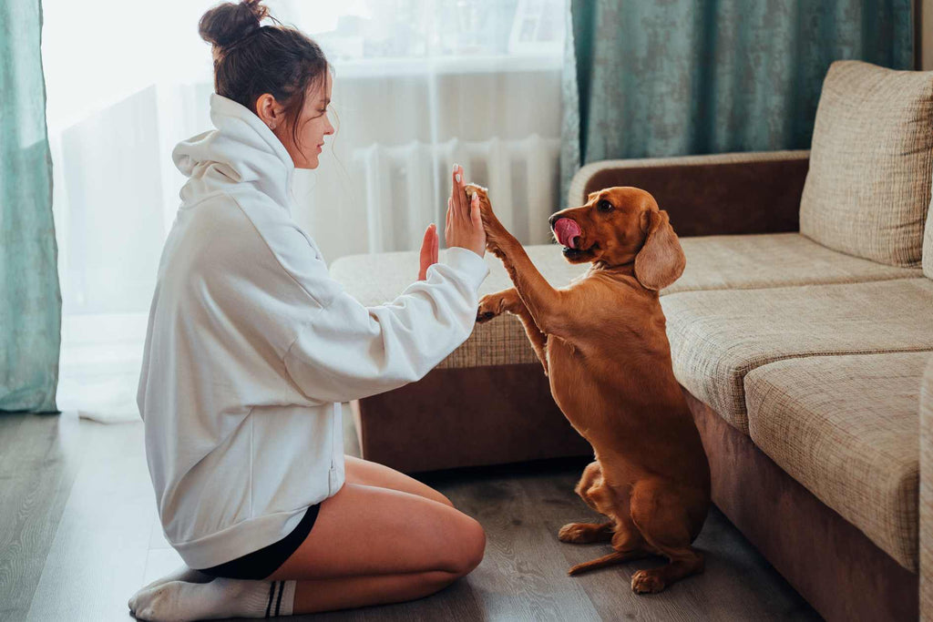 So helfen Sie Ihrem Hund, ruhig zu bleiben, wenn Freunde zu Ihnen nach Hause kommen