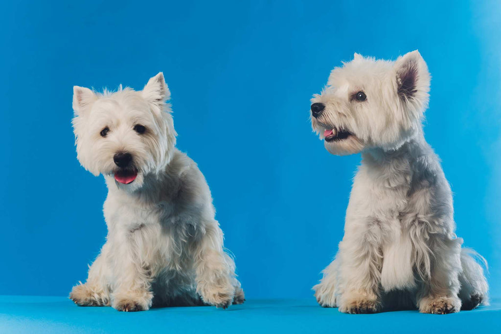 Je veux adopter un deuxième chien, que dois-je considérer