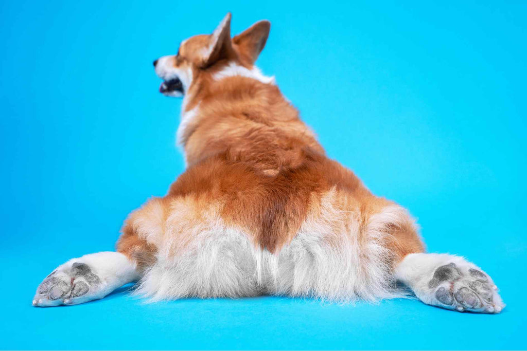 Is a Corgi Suitable for Beginners