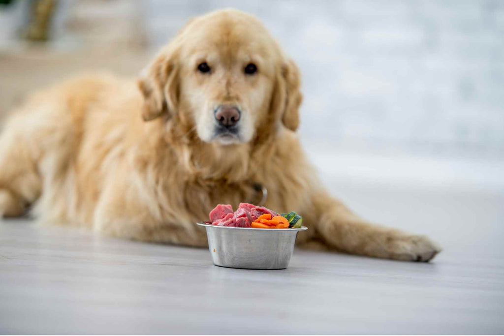 My Dog Won't Eat Why and What to Do