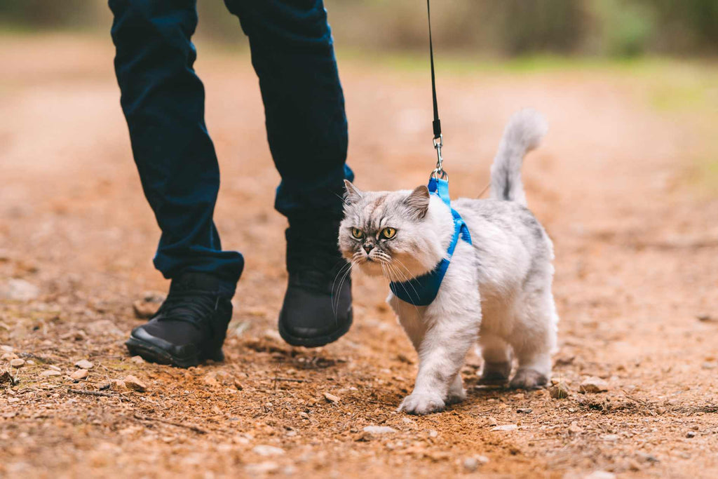 Sollte ich mit meiner Katze spazieren gehen? Ist es angebracht, mit meiner Katze rauszugehen? Wie man wissenschaftlich mit einer Katze spazieren geht