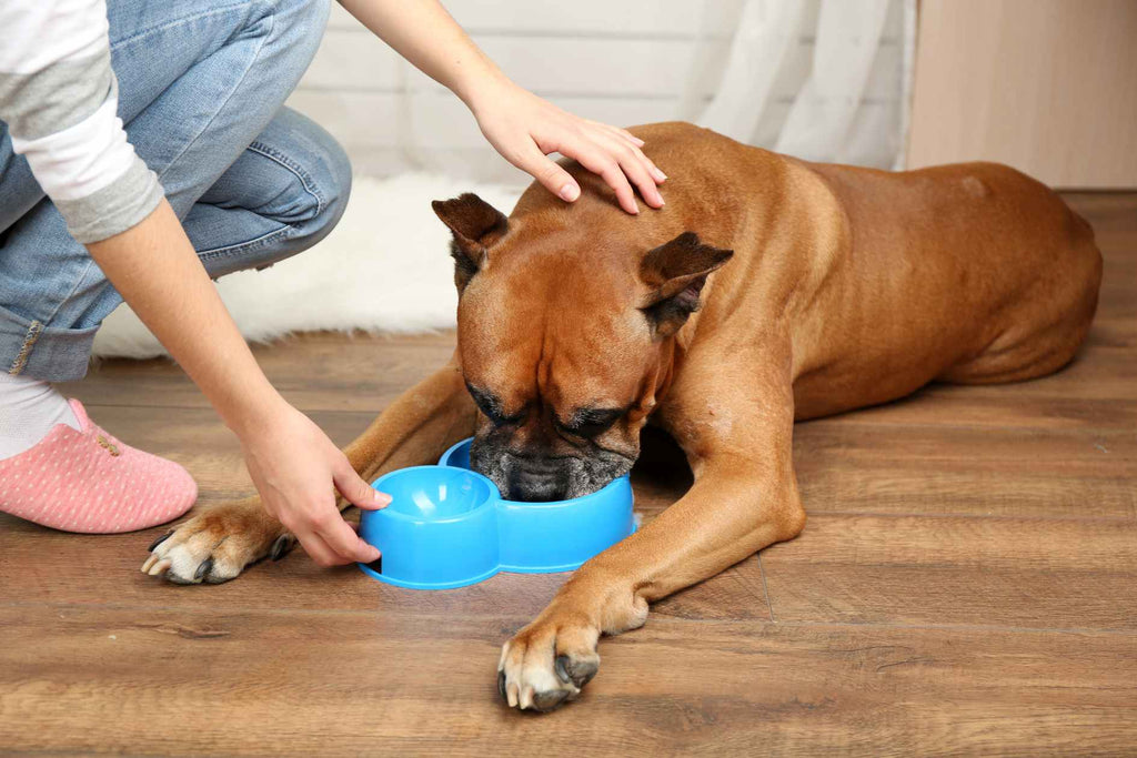 Überraschende Verwirrung bei Hunden: Häufige Gewohnheiten, die Ihren Hund verwirren