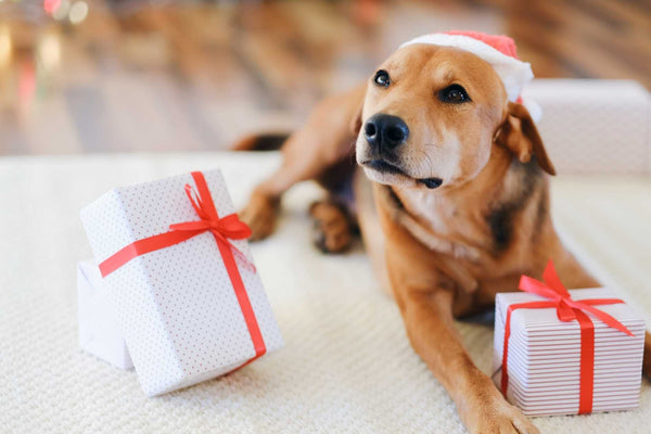 TOP-8 Unique and Essential Dog Gifts for Your Dog-Loving Friends Unleash the Joy!