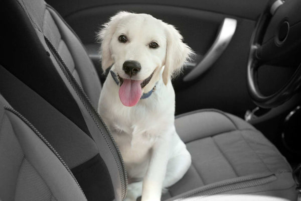 Le guide complet : Comment transporter en toute sécurité un Labrador Retriever dans une voiture