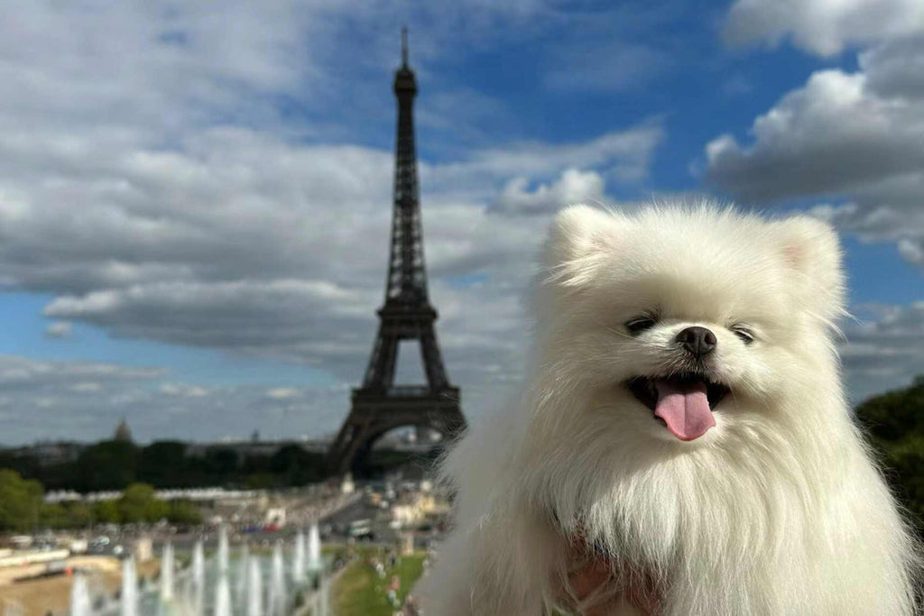 The Ultimate Guide to Flying Your Dog from the UK to Pairs
