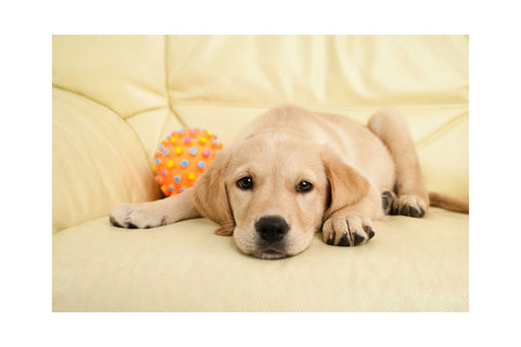 Le guide ultime pour garder votre Labrador au frais et en bonne santé pendant l'été 2023