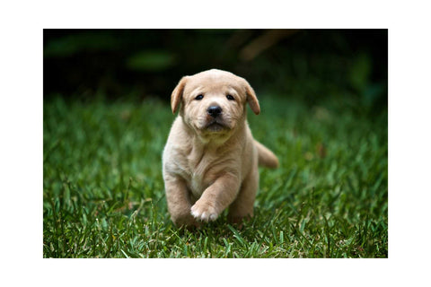 Le guide ultime pour garder votre Labrador au frais et en bonne santé pendant l'été 2023