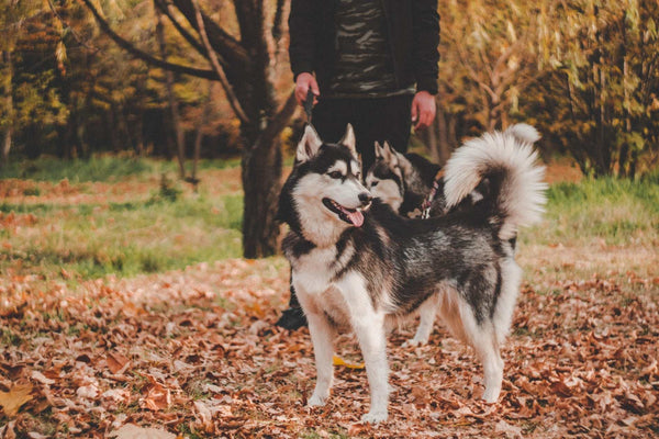 Die 5 besten hundefreundlichen Parks in der Nähe von London – Ein Leitfaden für Hundeeltern