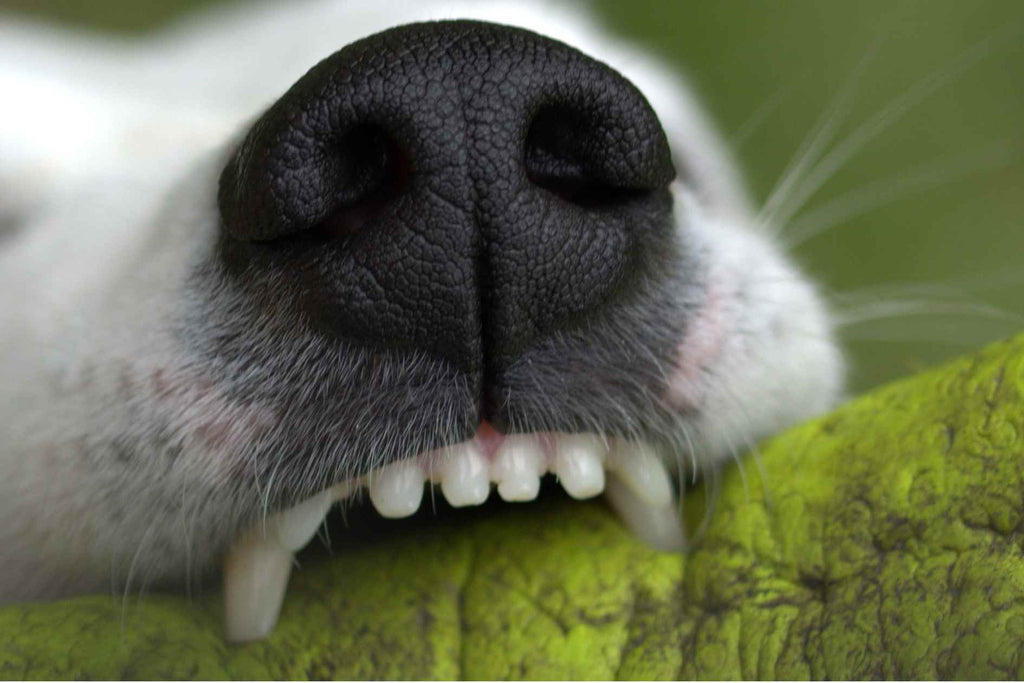 Canine Pica verstehen Warum frisst mein Hund seltsame Dinge wie Wandputz und Hausschuhe?