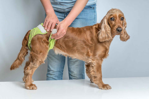 What Are Dog Diapers, and Does Your Dog Need Them
