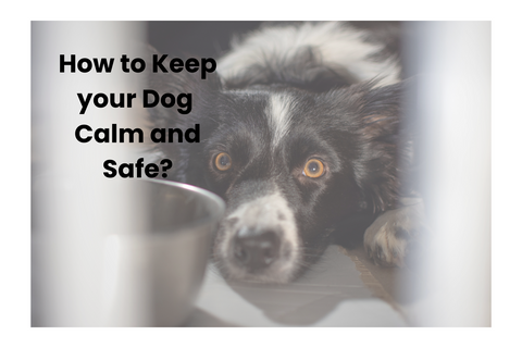 How to Keep Your Dog Calm and Safe?