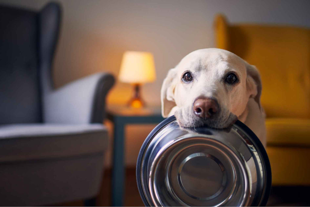 Warum nehmen Hunde Futter aus ihrem Napf?