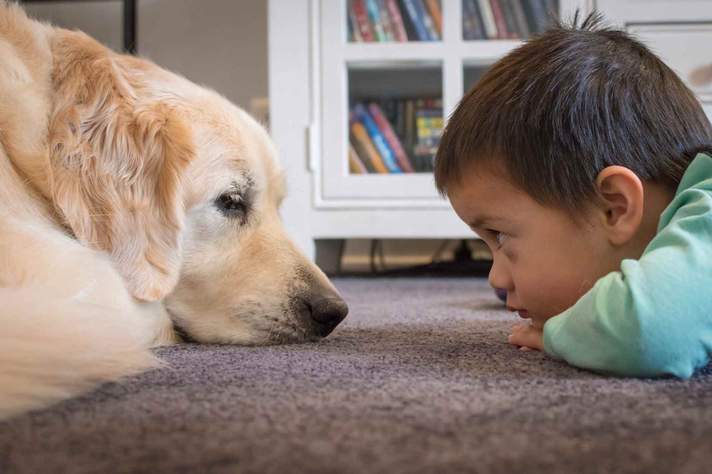 Why Does My Dog Stare At Me Can I Stare At A Strange Dog