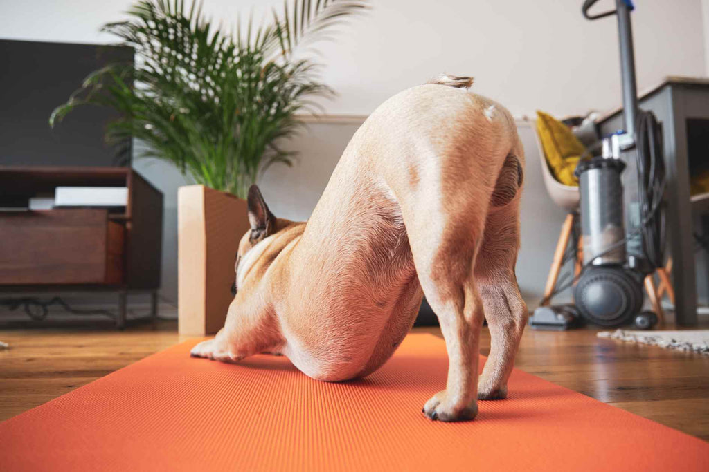 Why do Dogs Stretch and What Does It Mean