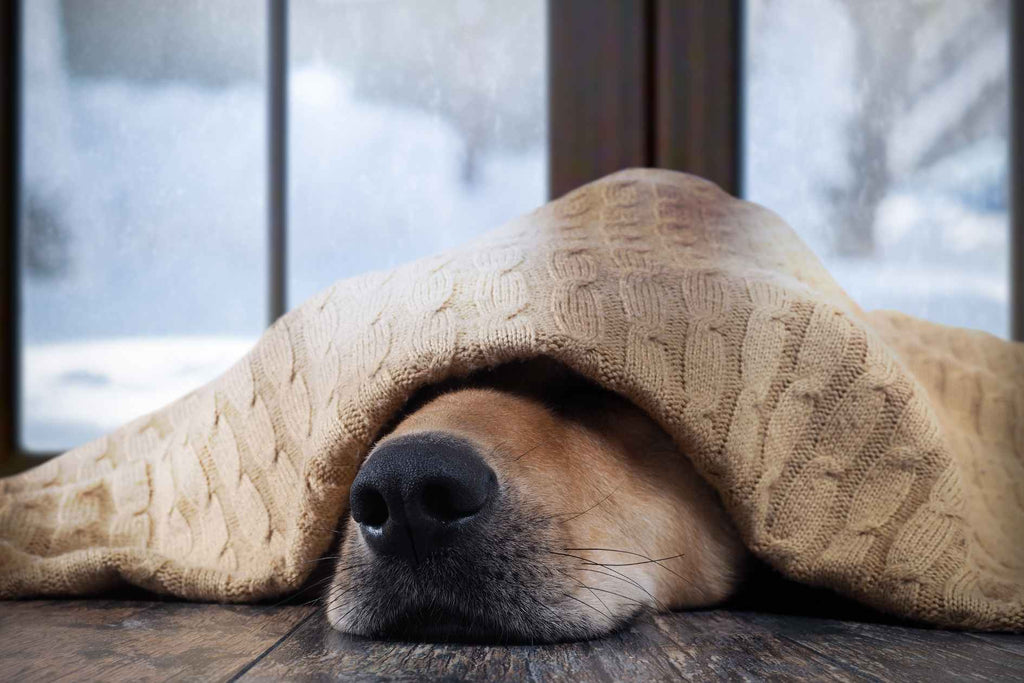 Leitfaden zur Haustierpflege im Winter: Aufrechterhaltung der idealen Innentemperatur für Katzen und Hunde