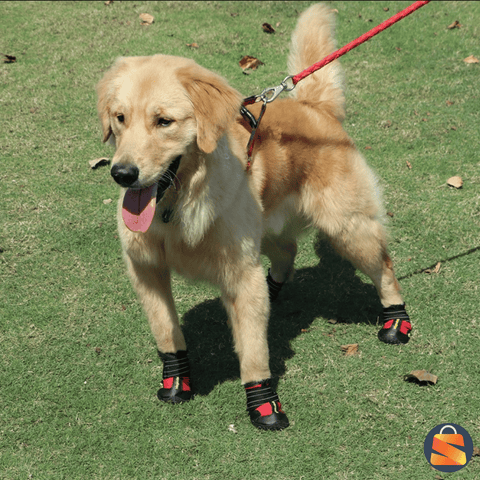 Proteção Patinhas, Sapatos Cachorro, Conforto Segurança, Passeios Sem Limites, Frete grátis Segura, Patinhas Sem Sujeira, Cão Confortável, Calor Escaldante, Patinhas Frescas, Ajuste Perfeito, Franco Center