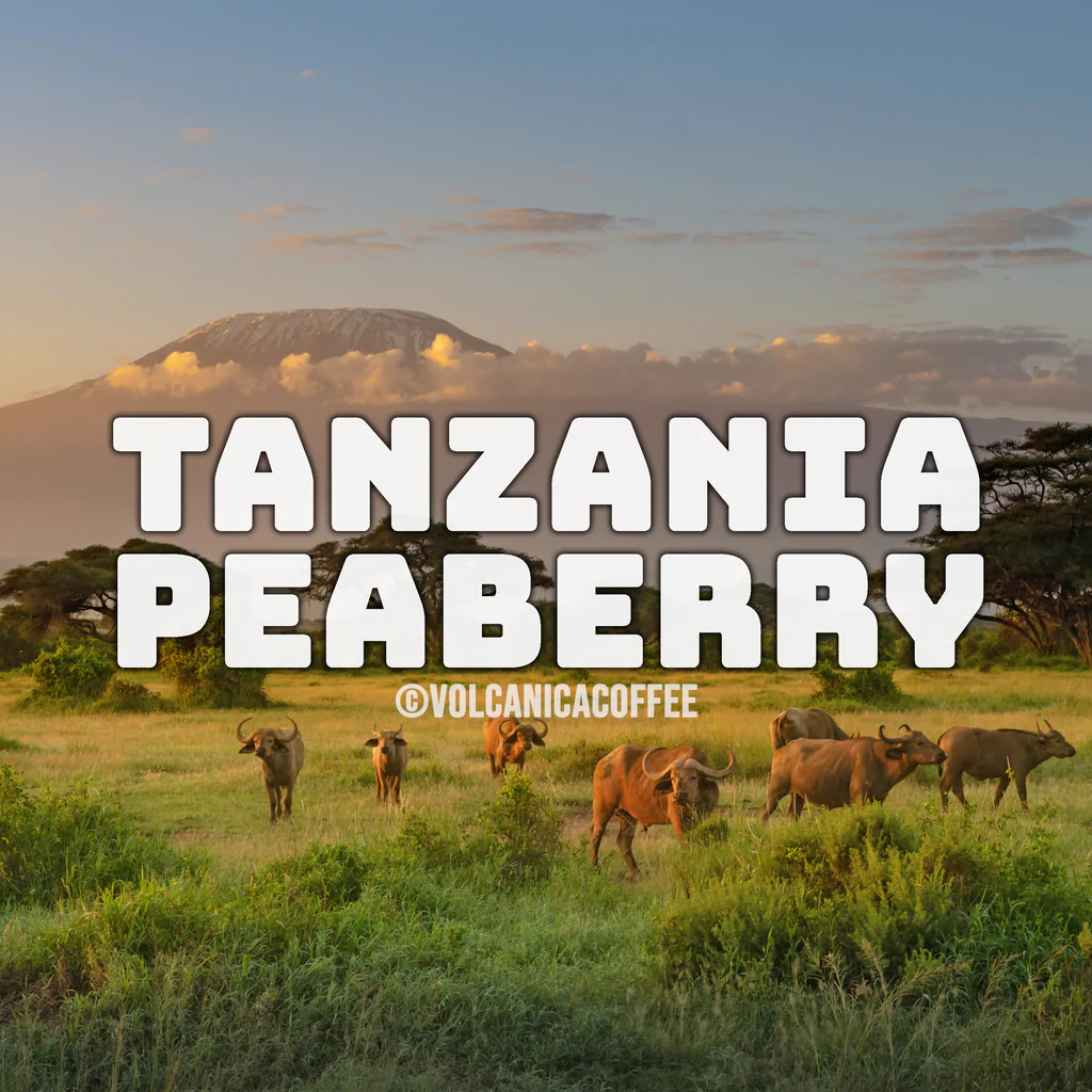 Tanzania Peaberry Coffee Wholesale - Volcanica Wholesale Coffee product image