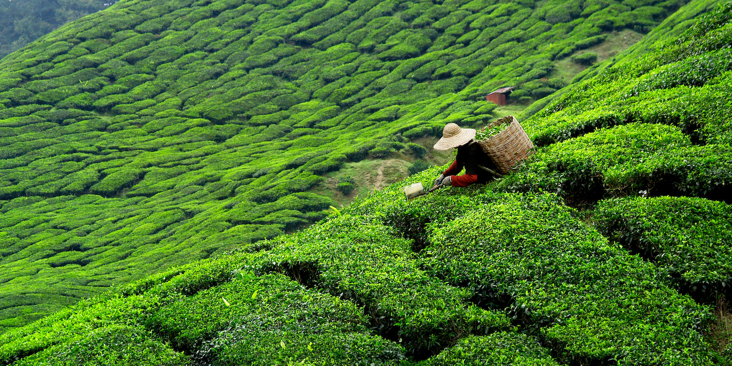 Tea being handpicked by a worker