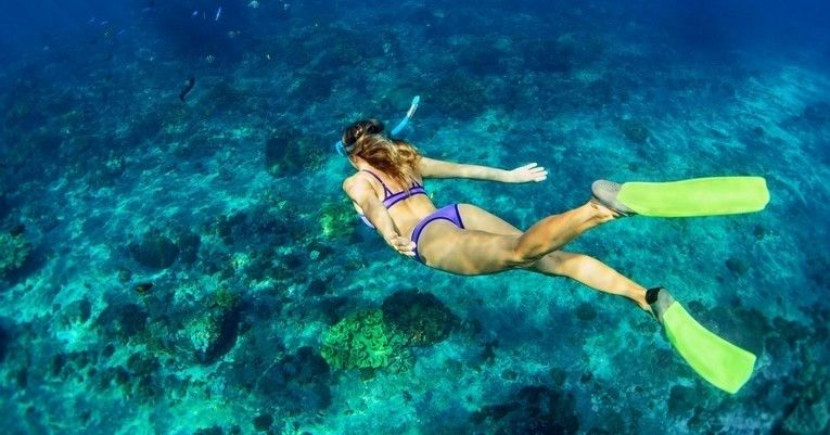 Sea Turtle  Snorkel Adventure