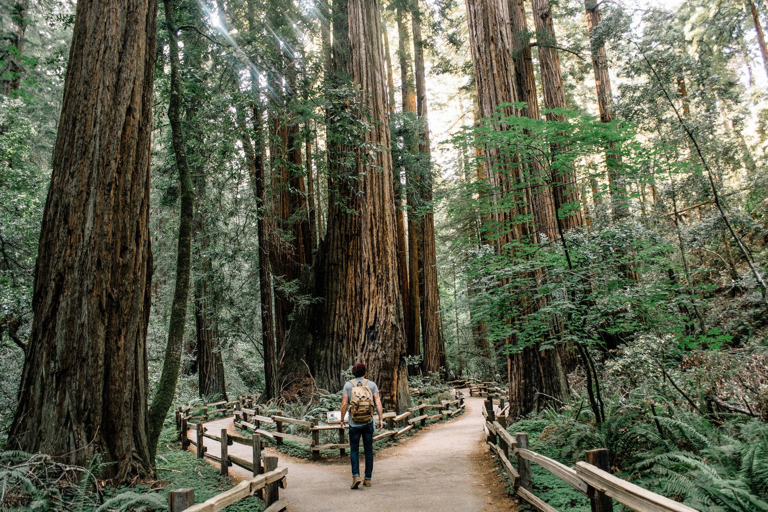 Half Day Muir Woods and Sausalito Tour from San Francisco