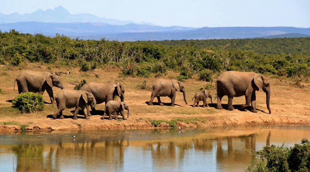 elephants in a safari