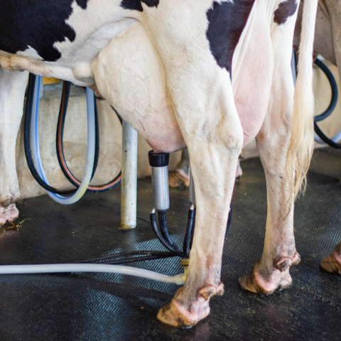 乳牛になって搾乳される体験から「香りをシェア」する未来を考察　和精油のある暮らし　ブログ