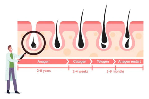 telogen phase (resting phase)