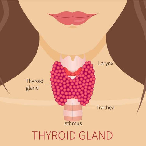 thyroid gland