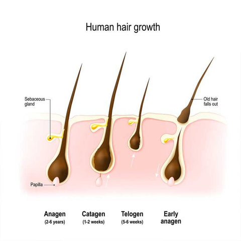 human hair growth phase