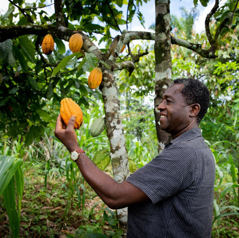 Successful african businessman looks satisfied at a cocoa bean from his plantation