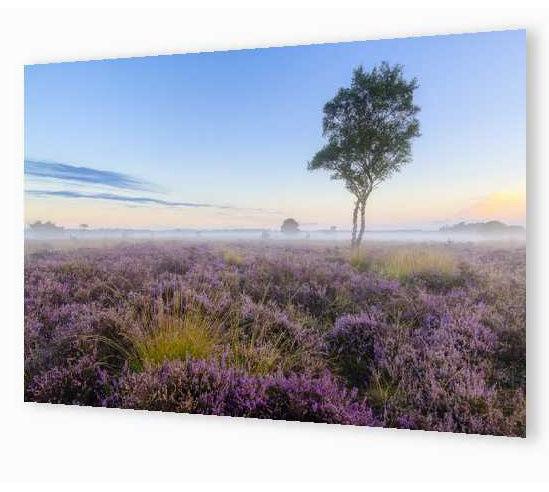 Eenzame berk op de Strabrechtse heide