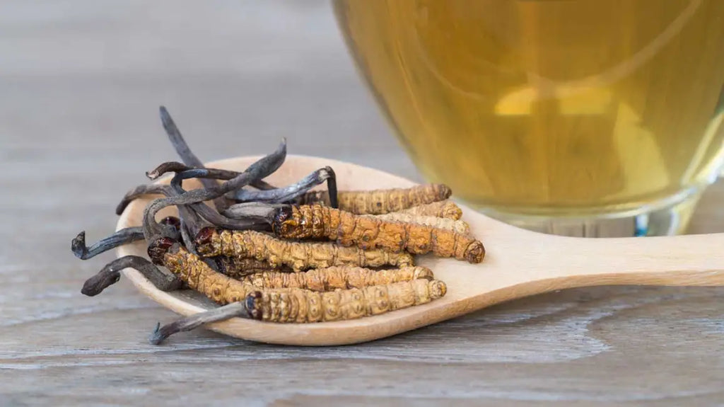 Cordyceps může být skvělou alternativou kávy v případě, že si chceme dodat více energie! 