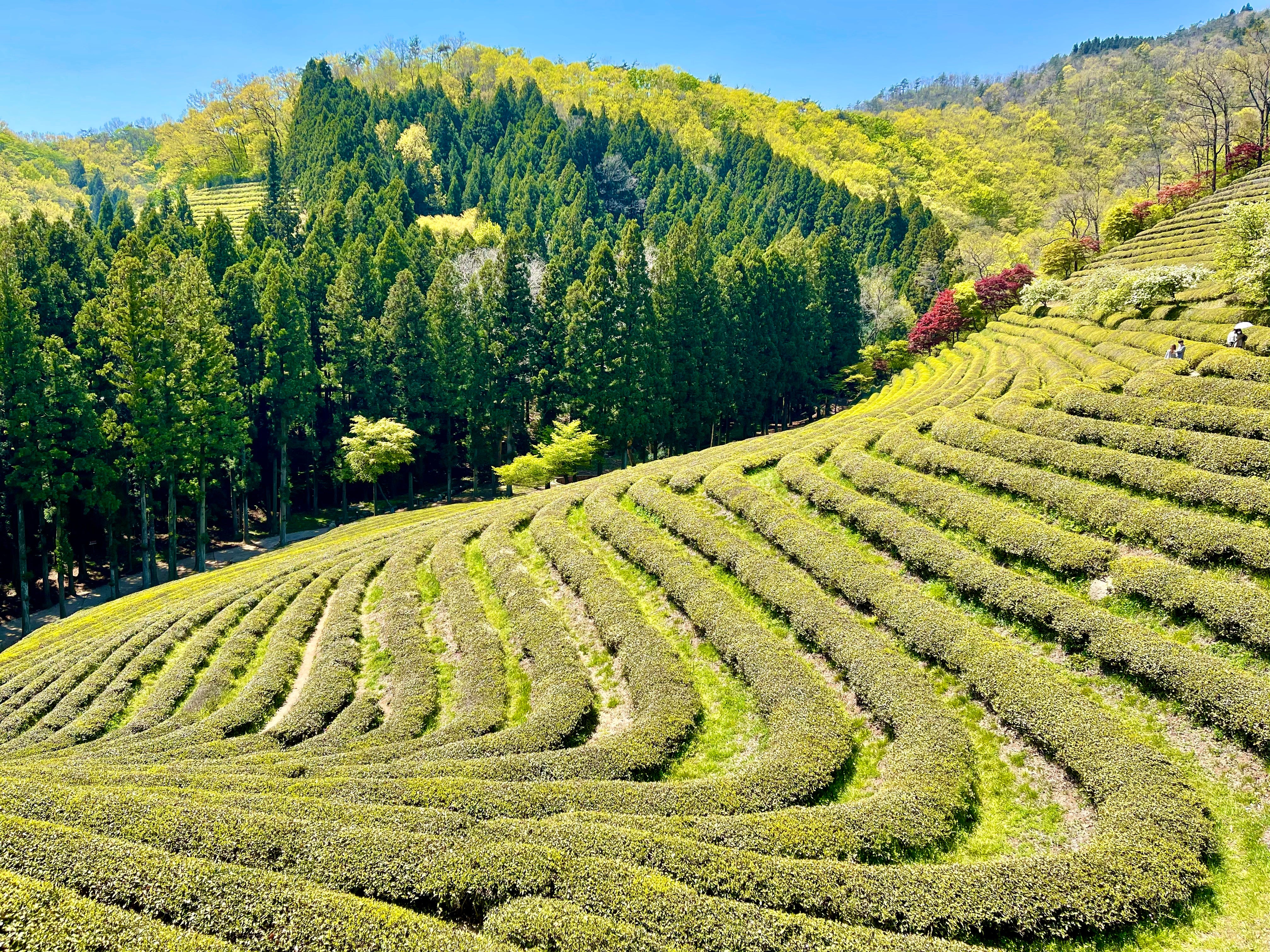 Le secret derrière la tasse parfaite de thé vert coréen (Bosung)